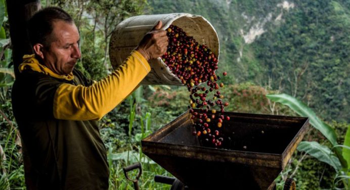 Fedeagro estima que producción de café en Venezuela supere el millón de quintales