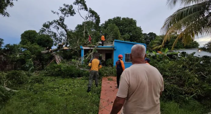 PC Maturín atendió emergencia tras caída de árbol en Sabana Grande