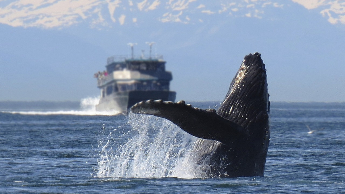 ballenas 