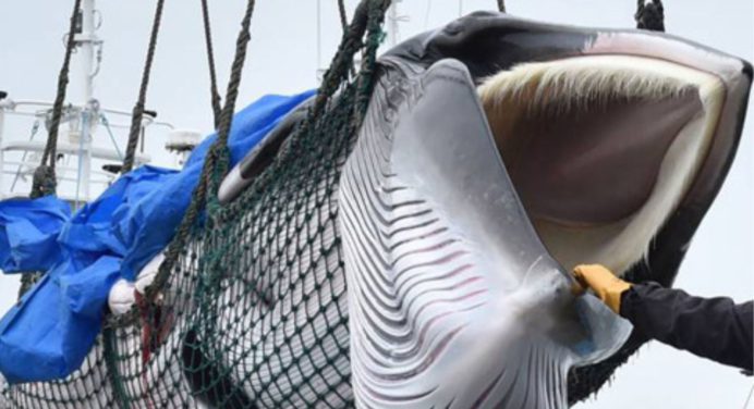 Polémica por la concesión de Islandia para cazar 128 ballenas