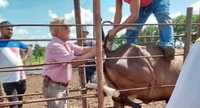 Productores de Libertador reciben financiamiento de 5 mil 900 vacunas contra la fiebre aftosa