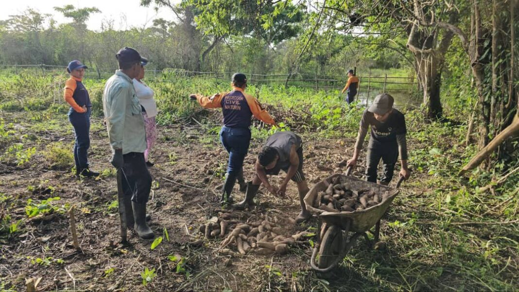 20 hectáreas productivas son afectadas en Monagas por fuertes lluvias