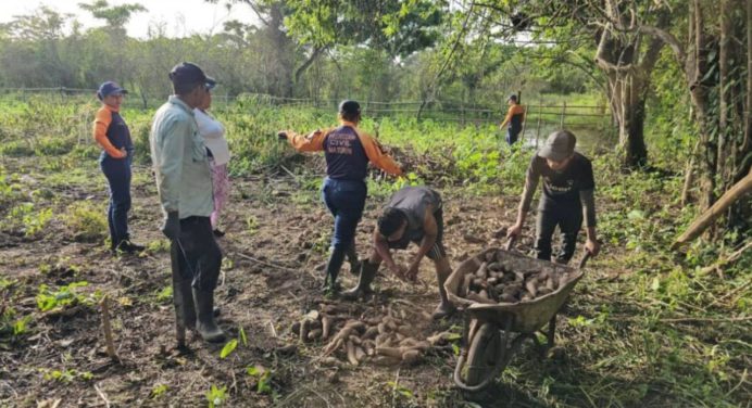 20 hectáreas productivas son afectadas en Monagas por fuertes lluvias