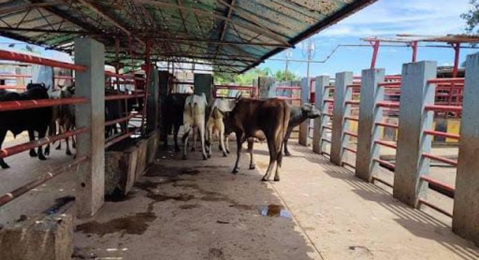 Matadero garantizó abastecimiento cárnico en Maturín durante segundo trimestre de 2024