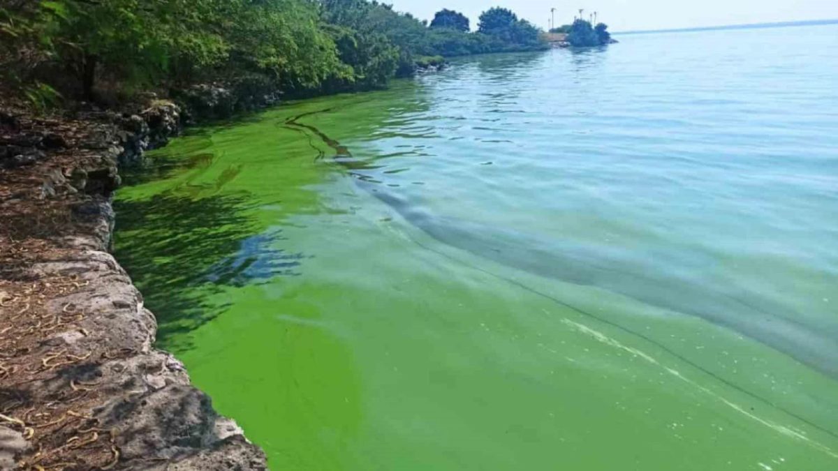 verdín en el Lago de Maracaibo