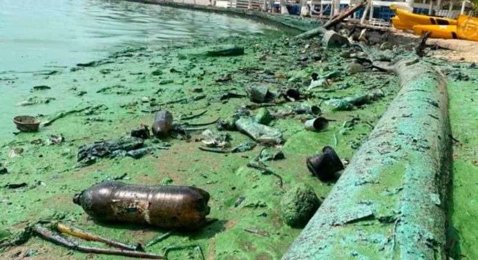 Alertan sobre la creciente contaminación por verdín en el Lago de Maracaibo