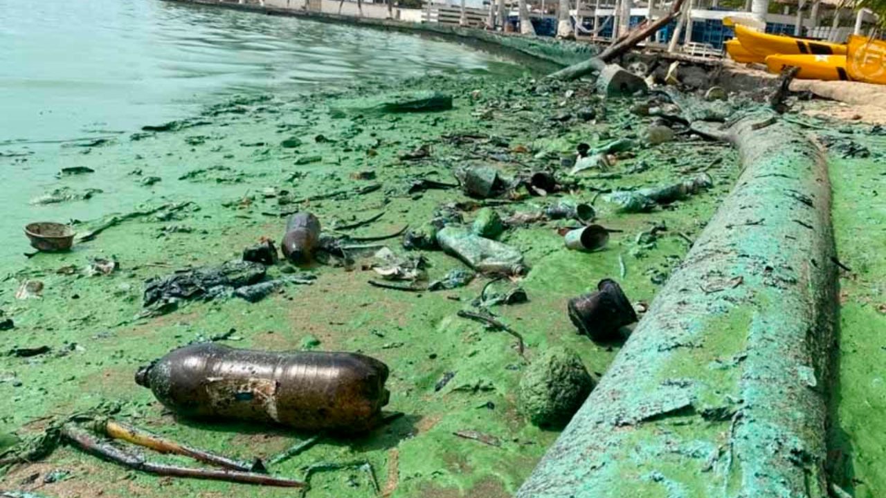 verdín en el Lago de Maracaibo