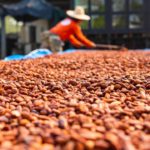 Producción de Cacao en Sucre