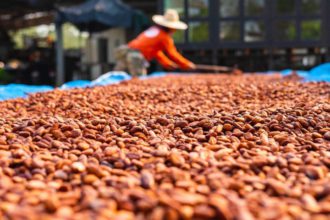 Producción de Cacao en Sucre