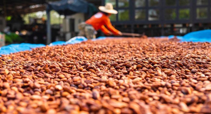 Crisis en la producción de Cacao en Sucre: Plagas y amenazas en aumento