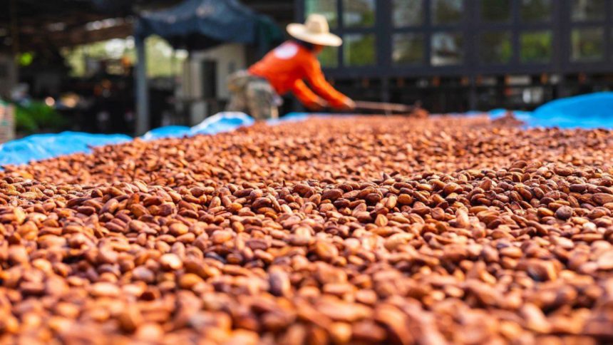 Producción de Cacao en Sucre