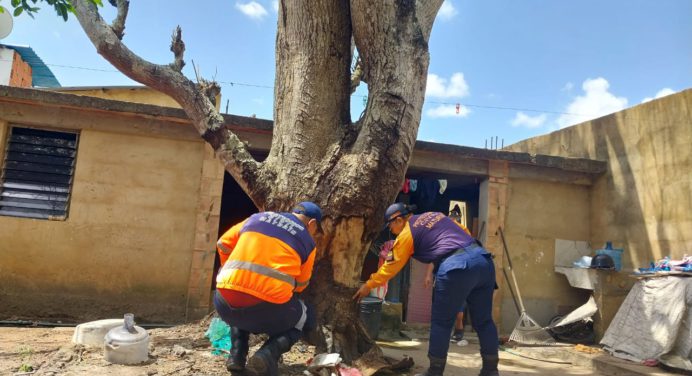 Protección Civil Maturín inspeccionó árboles en riesgo de caerse en La Carbonera