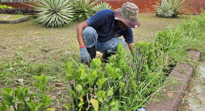 Recolectan 1,7 toneladas de materia vegetal en la plaza Robert Serra