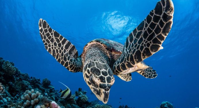 Primer encuentro nacional insta a salvar a las tortugas marinas de la extinción