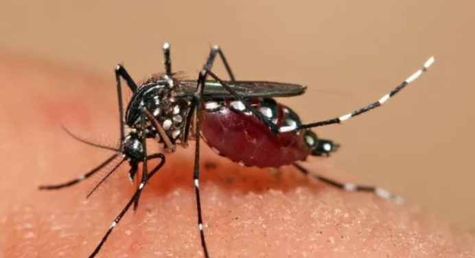 OMS lanza un plan global para combatir el dengue