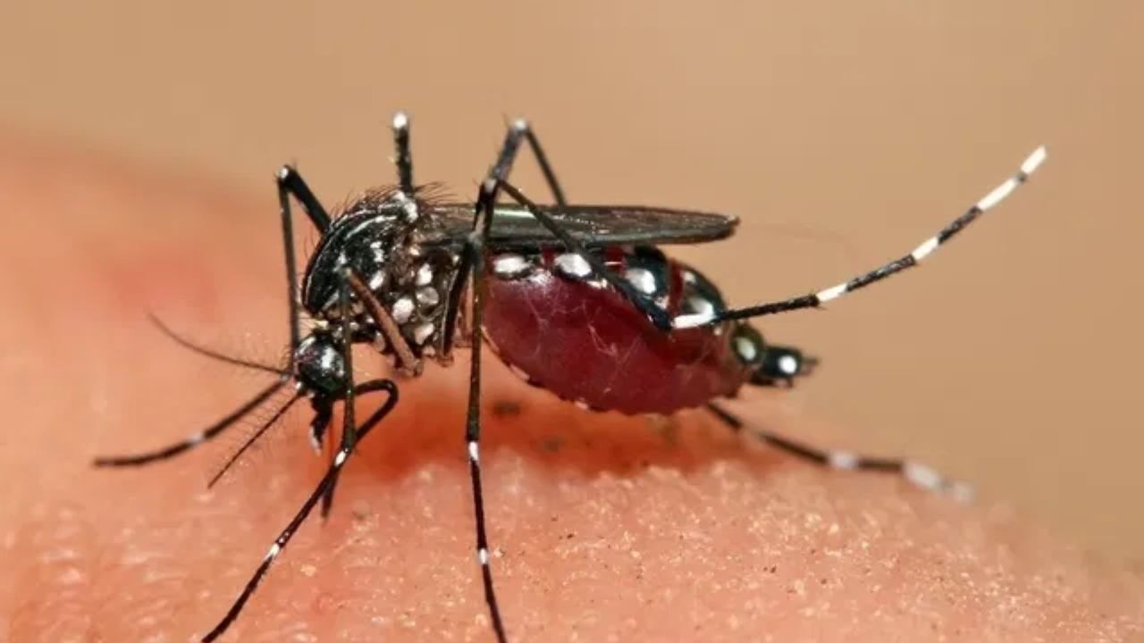 OMS lanza un plan global para combatir el dengue