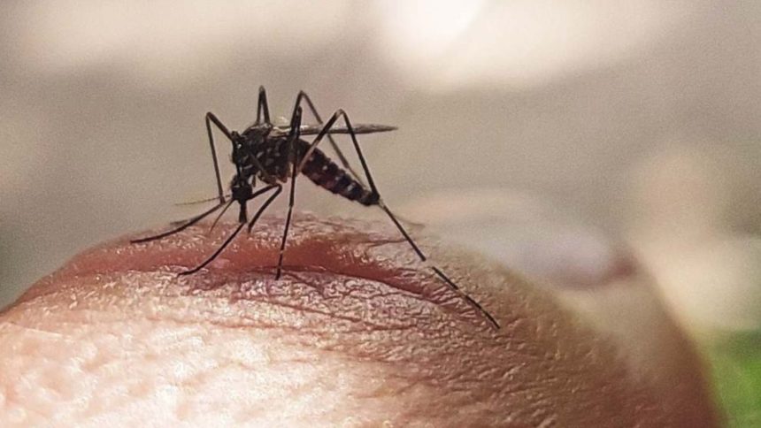 el dengue
