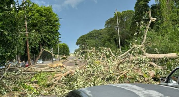 ¡Atención! Se cayó árbol en la avenida Cruz Peraza