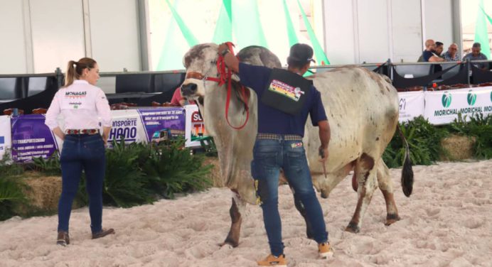 Primer día de juzgamiento de ganado en la Monagas Expo Agroindustrial 2024