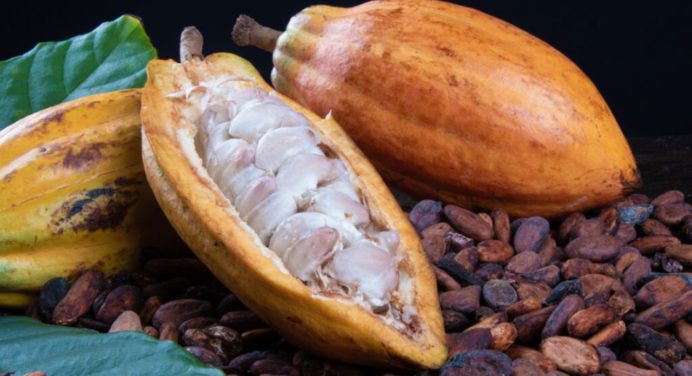 Exigen a productores fijar un precio justo del cacao en el mercado internacional