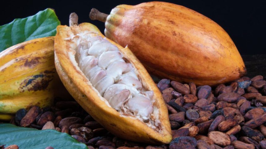 cacao en el mercado internacional