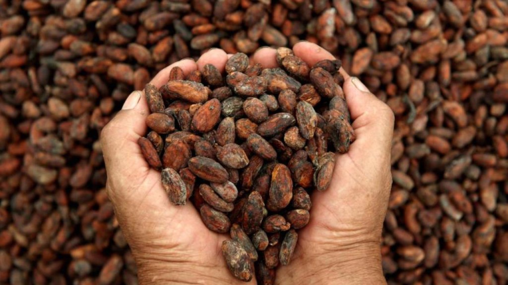 cacao en el mercado internacional