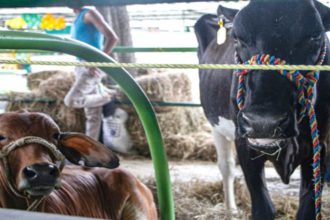 Expoferia Agropecuaria 2024