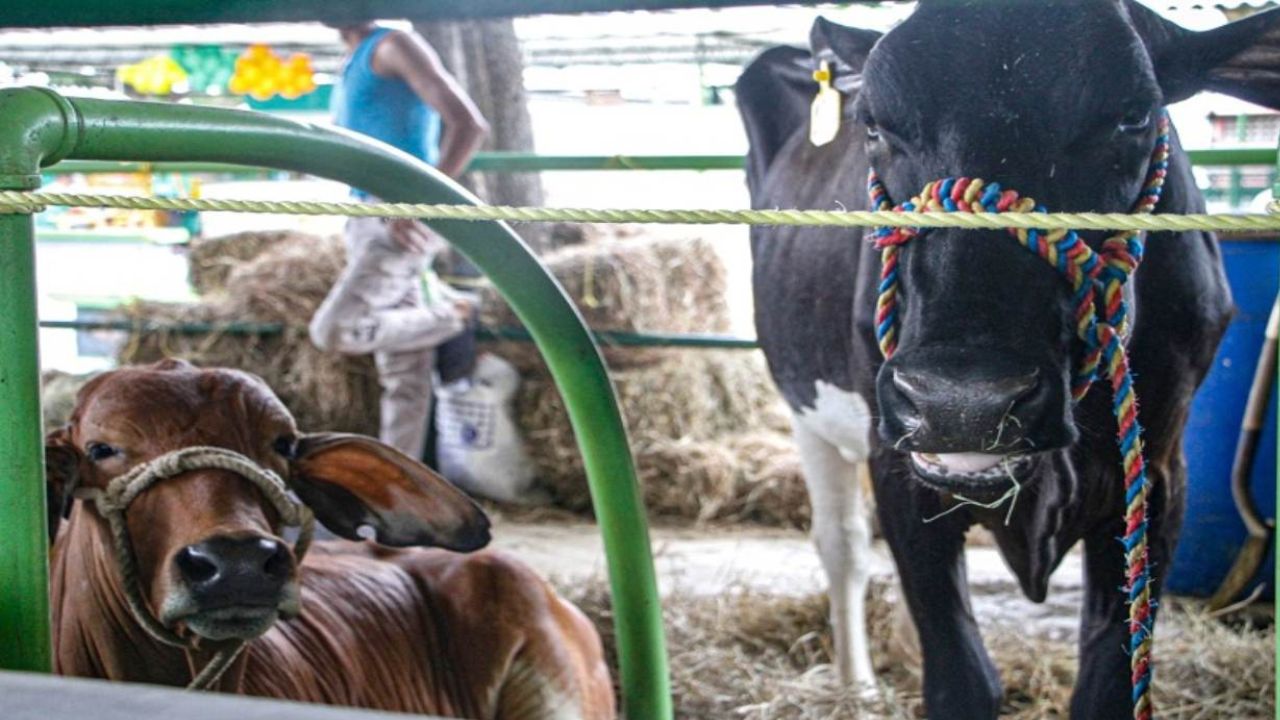 Expoferia Agropecuaria 2024