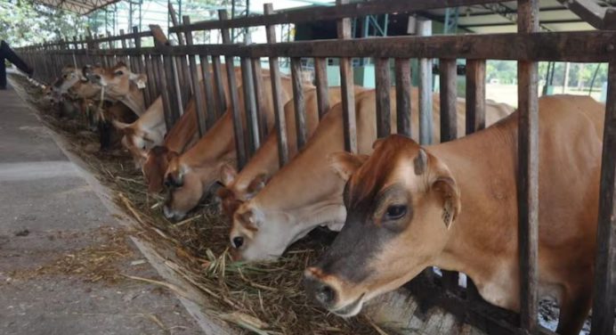Fedenaga aboga por estabilización del precio de la carne en $2.1/kg para productores
