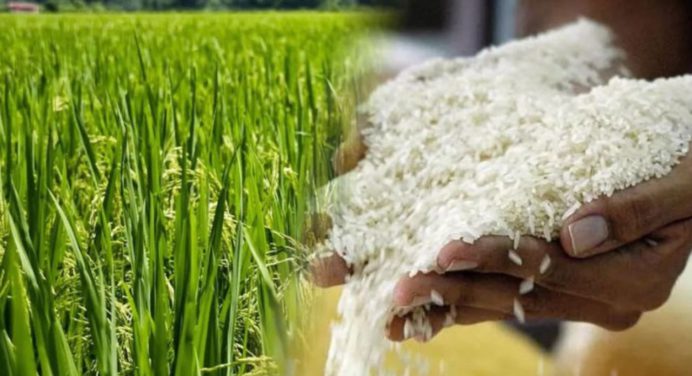 Producción de arroz aumentó un 26 % respecto al 2023