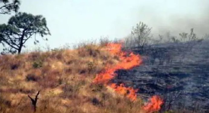 En Guárico 15 incendios destruyen la vegetación local