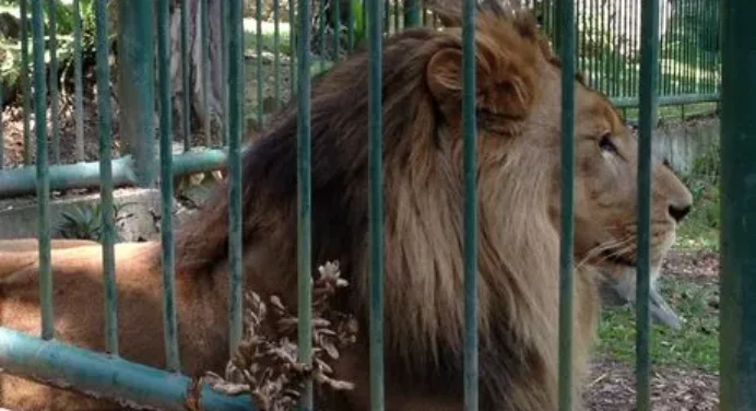 Hombre fue atacado por leones del zoológico Chorros de Milla