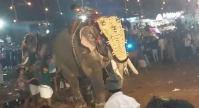 Más de 23 personas heridas tras ataque de un elefante en un festival en la India