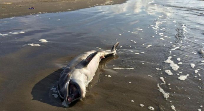 Más de 30 delfines mueren por derrame de crudo en el mar negro