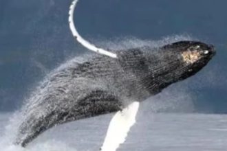 un venezolano fue tragado por una ballena jorobada y salio ileso video laverdaddemonagas.com la verdad de monagas 2025 02 13t104734.245