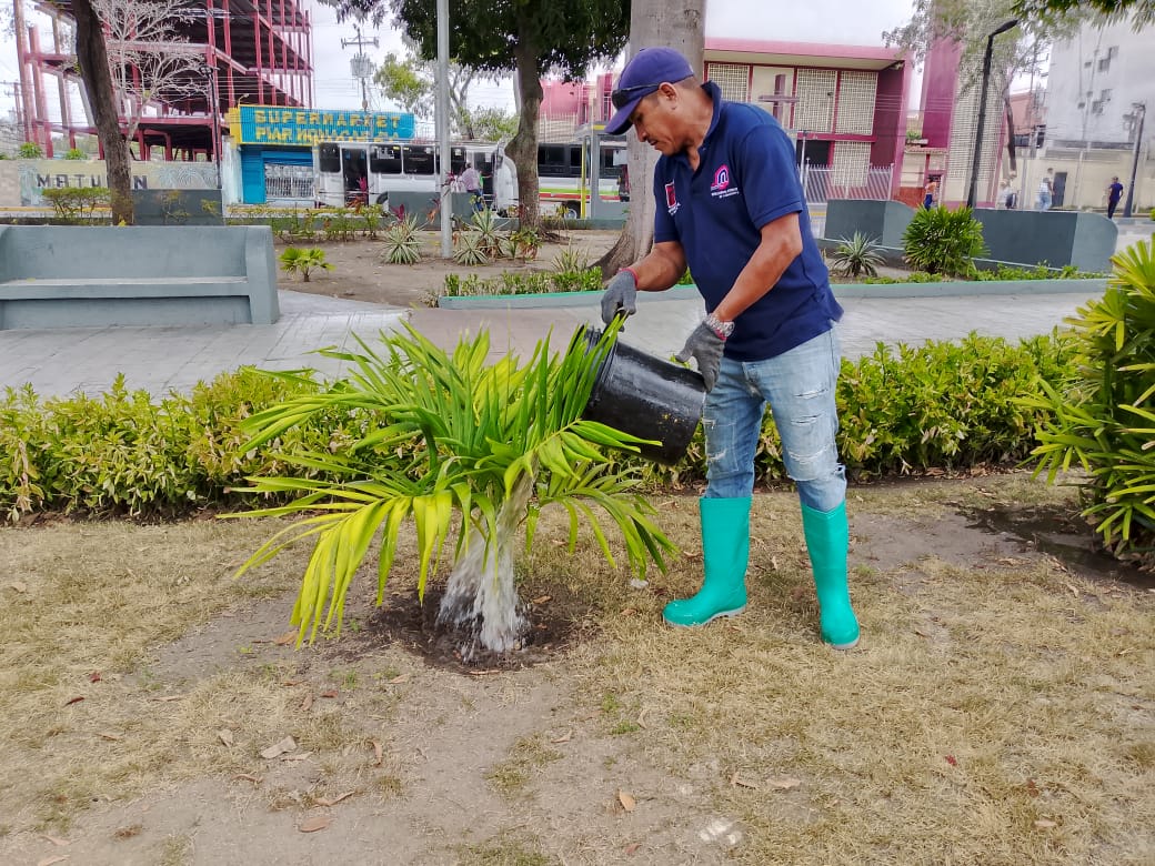 Alcaldía de Maturín ejecuta trabajos de ornato en plazas y espacios recreativos del municipio 4 alcaldia de maturin ejecuta trabajos de ornato en plazas y espacios recreativos del municipio laverdaddemonagas.com ornato4