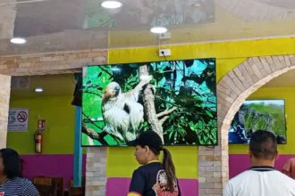 Fanáticos disfrutarán el juego en pantalla gigante