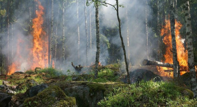 Incendio forestal en Barinas arrasa con 50 hectáreas de reserva vegetal