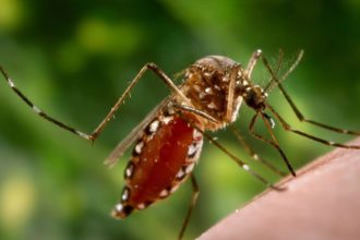 Propagación de fiebre amarilla