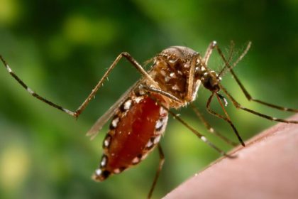 Propagación de fiebre amarilla