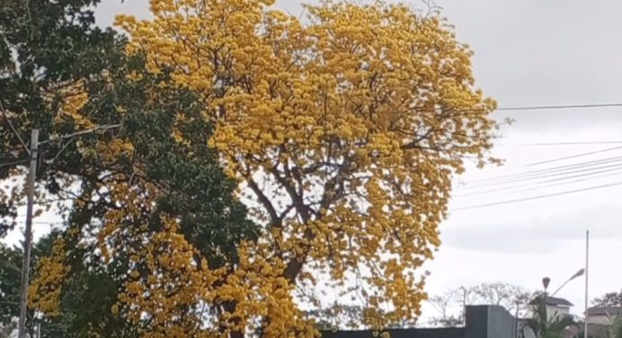 Araguaneyes comenzaron a florecer con las lluvias atípicas