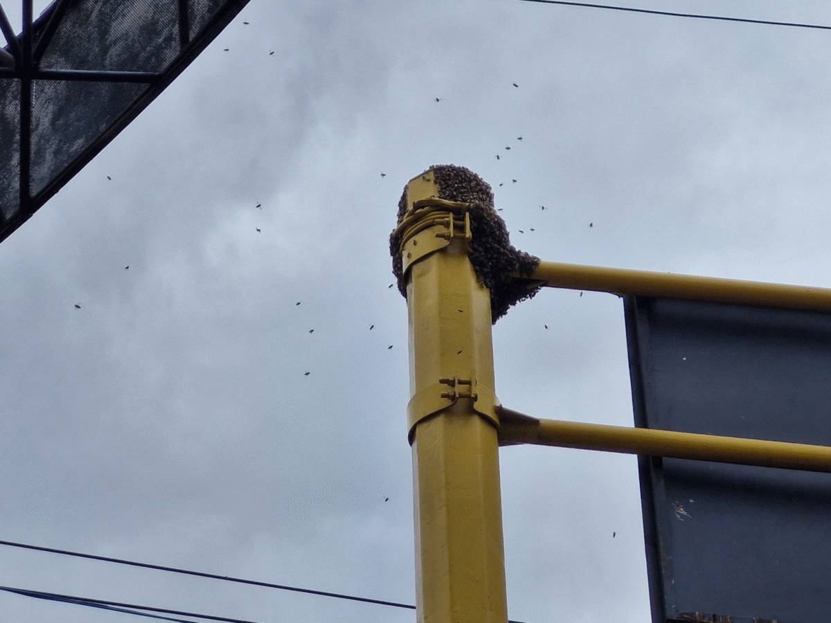 en pleno centro de maturin se desataron las abejas laverdaddemonagas.com image 2