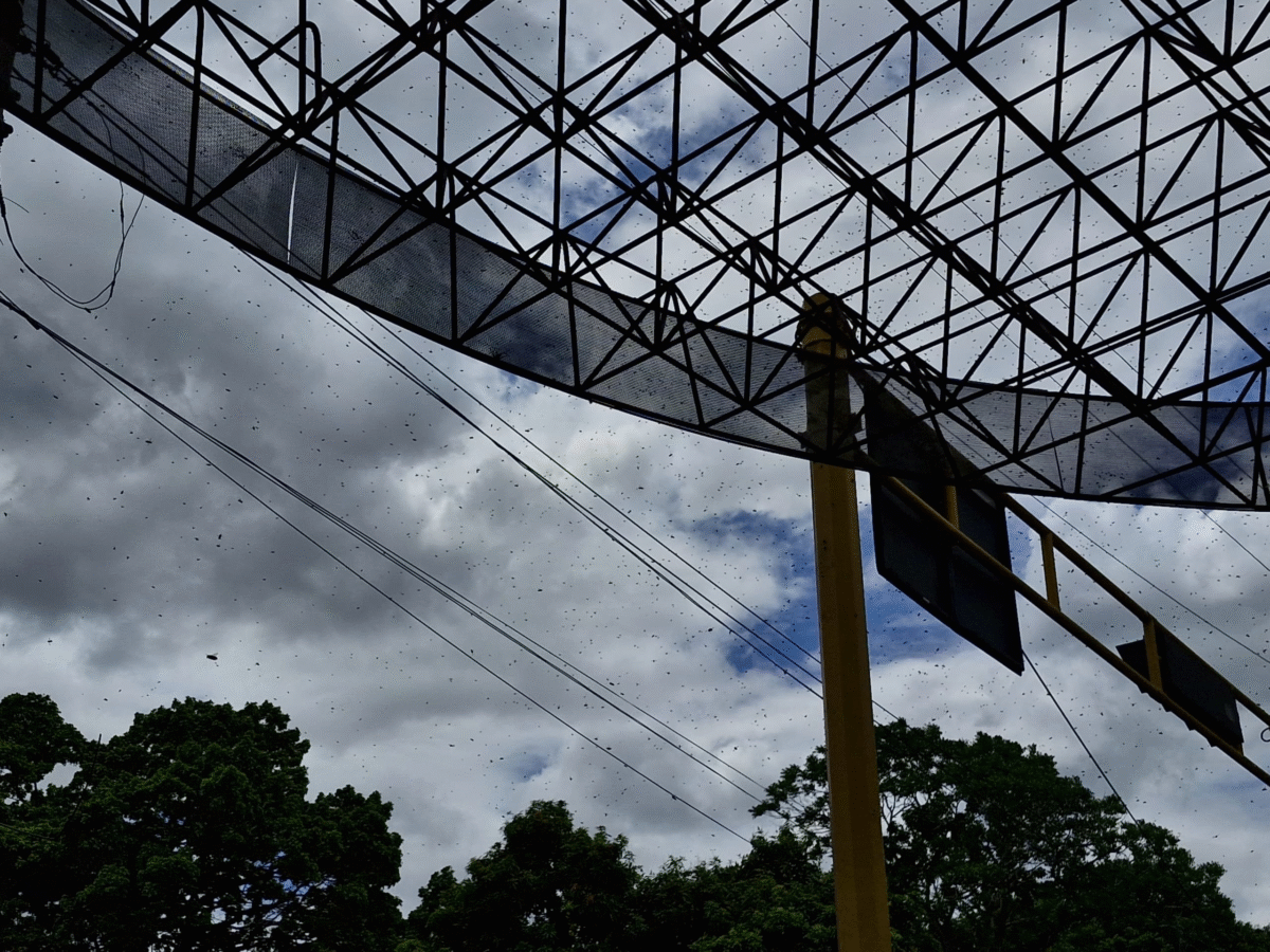 en pleno centro de maturin se desataron las abejas laverdaddemonagas.com image 3