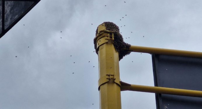 En pleno centro de Maturín se desataron las abejas