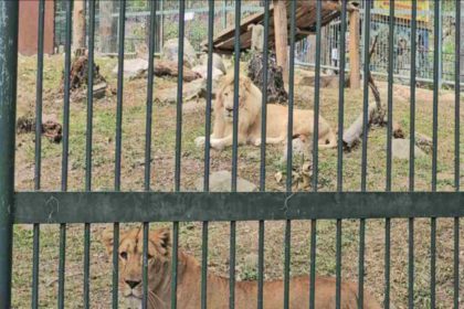 leones