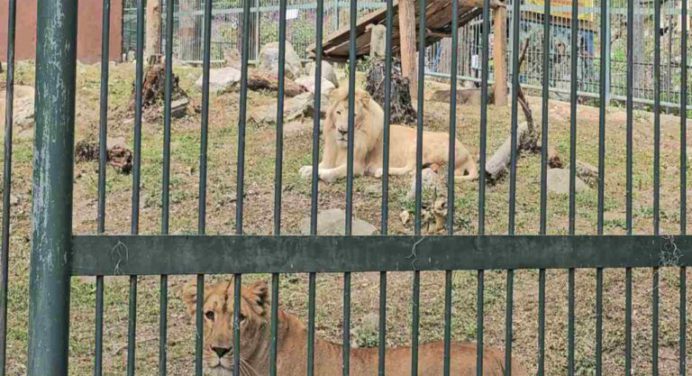 Murió hombre que fue atacado por leones en el parque Chorros de Milla en Mérida