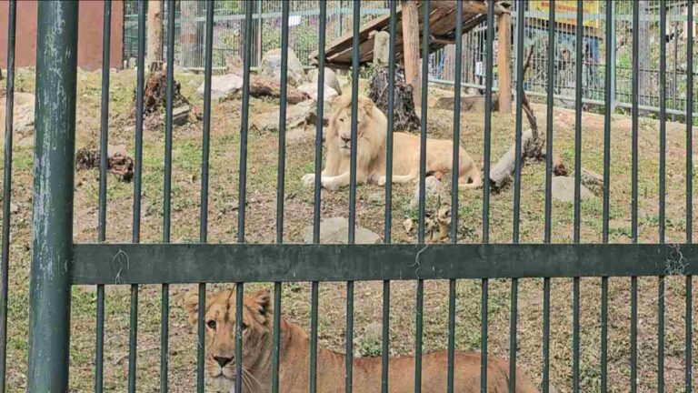 leones