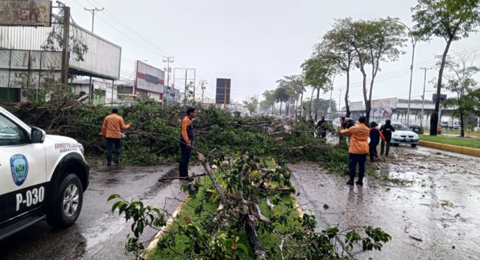 Caída de árbol en la Ugarte Pelayo generó retraso en el tránsito