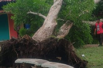 dos estudiantes lesionados al caerles mata de mango encima laverdaddemonagas.com la verdad de monagas 2025 05 19t214845.814