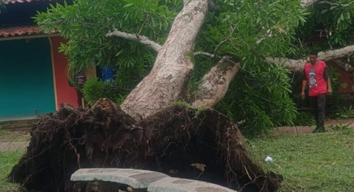 Dos estudiantes lesionados al caerles mata de mango